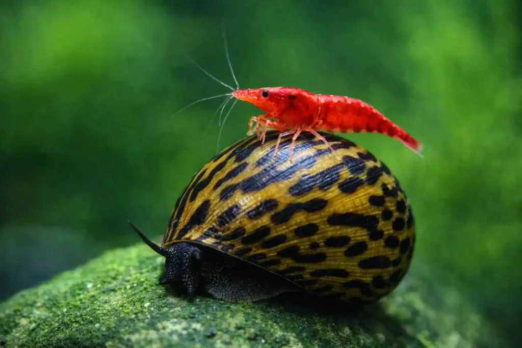 The Cleanup Crew: Why Your Tank Needs Shrimp and Snails