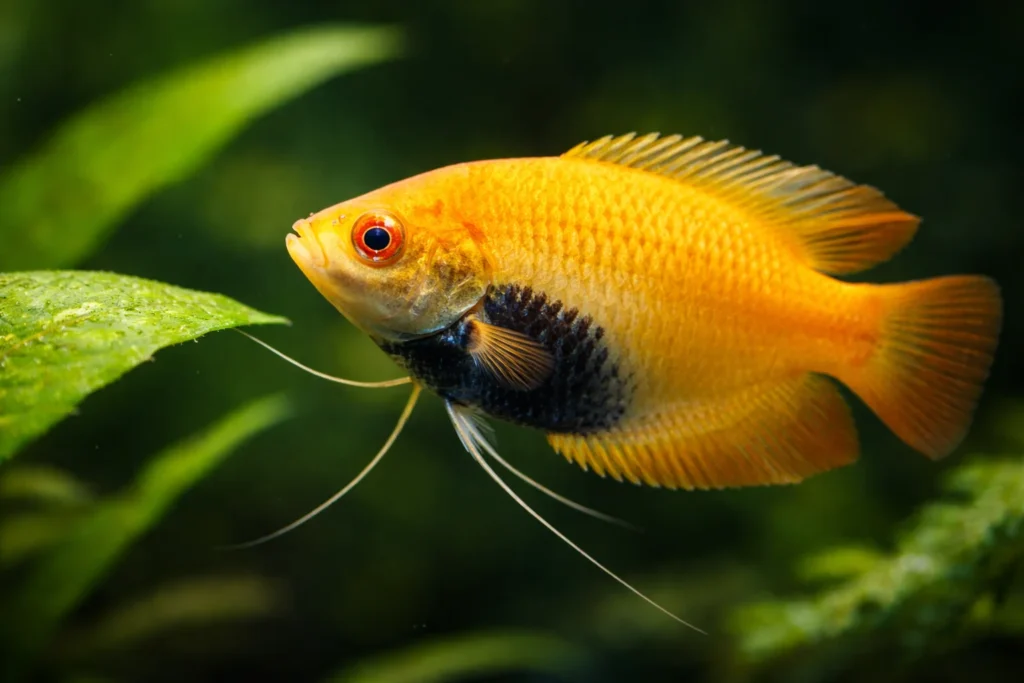 The Honey Gourami: The Most Underrated Centerpiece Fish for Small Tanks