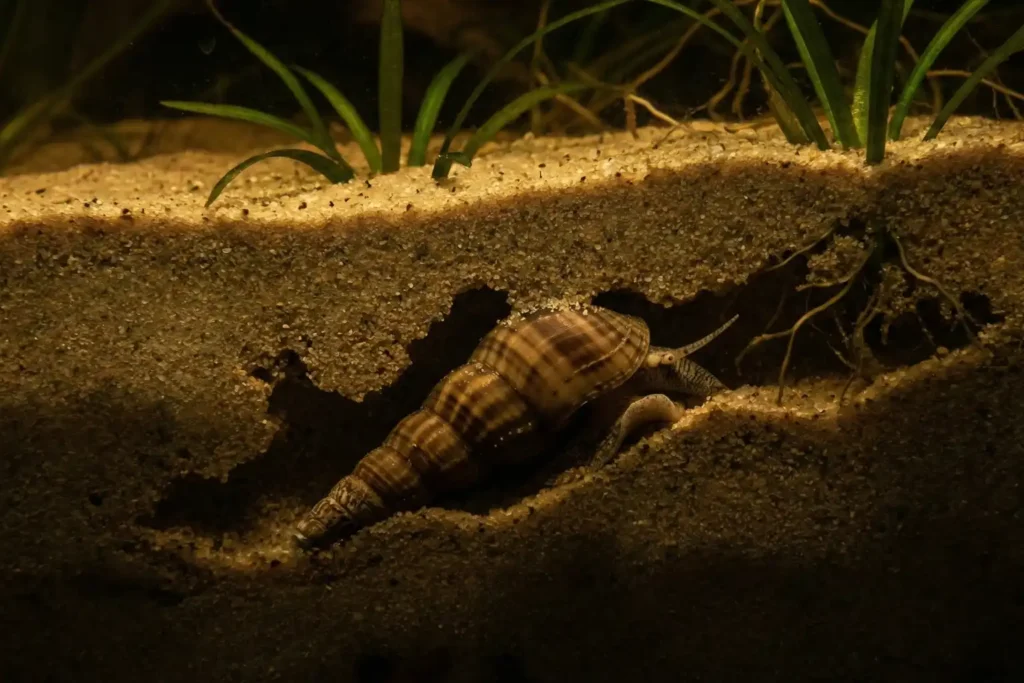 The Snail Named After Us: Why Every Tank Needs the Malaysian Trumpet Snail