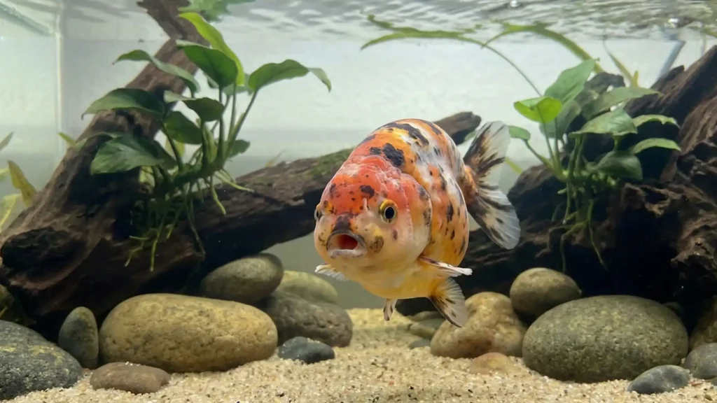 My Notes on Goldfish: Not Just a Fish in a Bowl