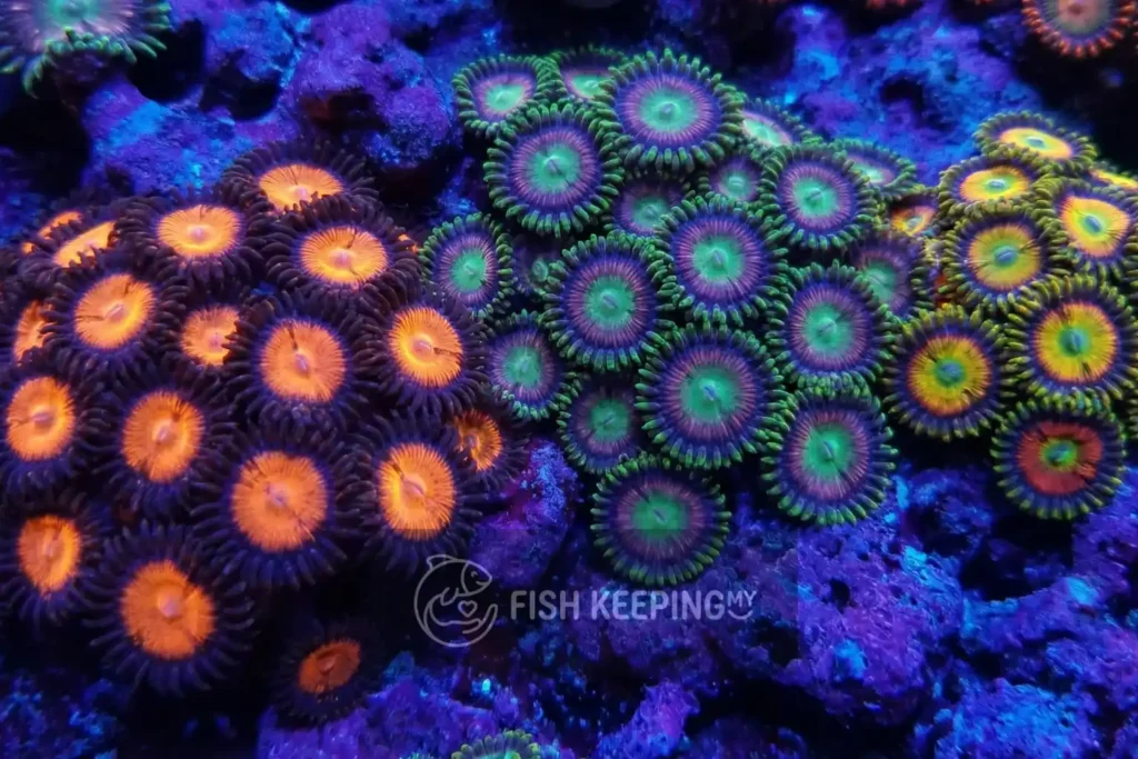 Zoanthids (“Zoa”) Guide: The Addictive “Alien Flowers” of the Reef